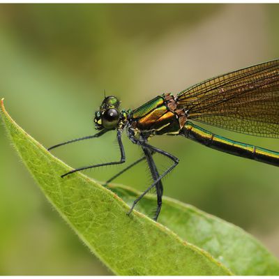 Calopteryx vierge : Calopteryx virgo (femelle)