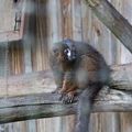 Lémur à ventre roux * Red-bellied lemur