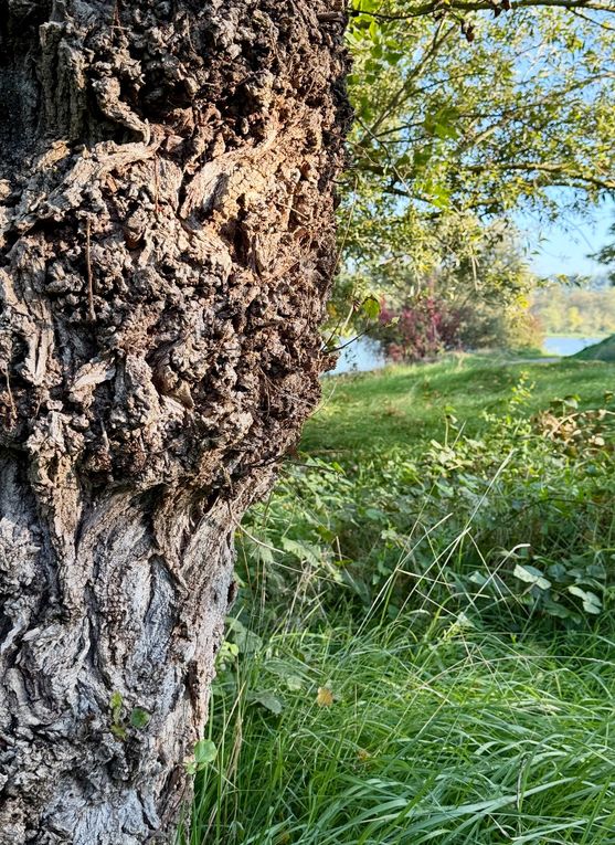 Mardi 14 octobre 2025 : j'ai fait découvrir cet Etang des Martailles (Martres d'Artière, 63430 Martres d'Artière) à Marike , nous en avons fait le tour , moi j'y viens souvent  mon diapo s'en suit , mes photos datent du 11 oct 2025