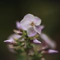 PHLOX