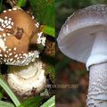 Amanita pantherina et Amanita spissa, 2 sosies à ne pas confondre !