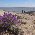 Escapade sur l'Ile de Noirmoutier