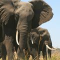En Kenia, Google y tecnología intentan rescatar a los elefantes