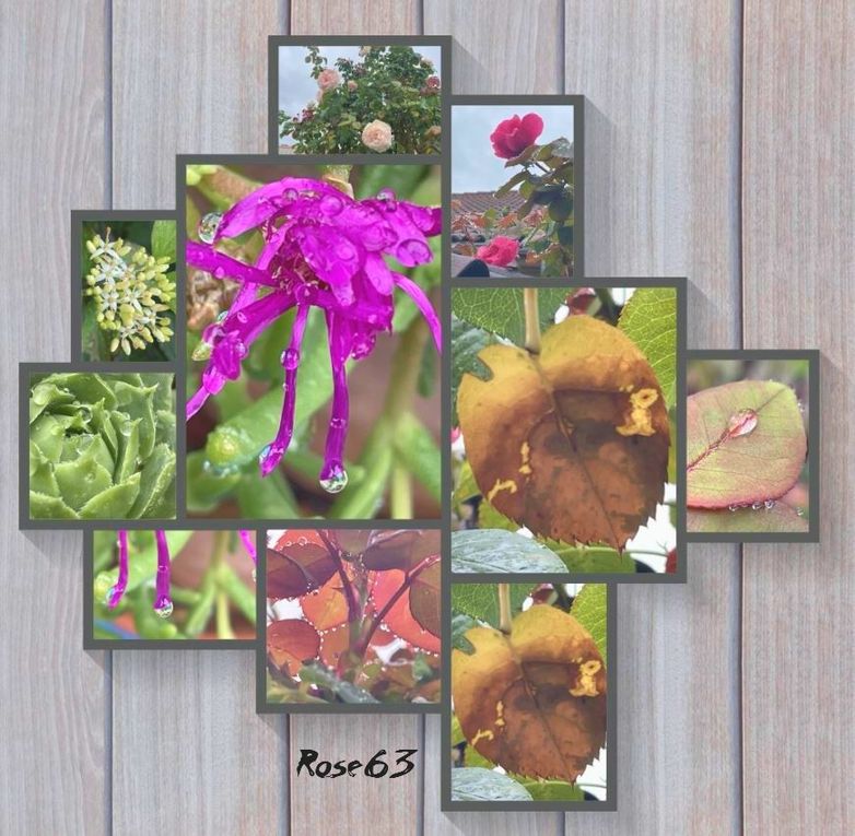 Lundi 29 sept 2025 un bol d'air au jardin c'était le 25 sept 2025 Mon diapo s'en suit 