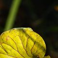 Anolis carolinensis /Green anole (Floride)