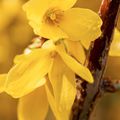 Fleur de Forsythias