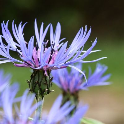 LA CENTAUREE ( Centaurea jacea)