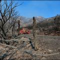 L'APPEL DE LA TERRE DE CORSE !...