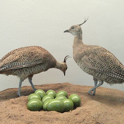 Le tinamou