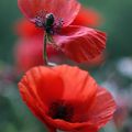 Gentils coquelicots 