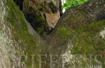 [GRIF'Abrite] Le Papet et Tilleul, la relève