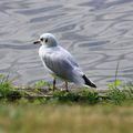 Mouette a la mer