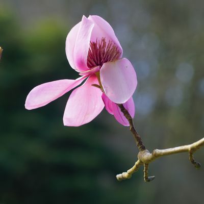 Magnolia