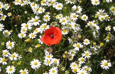 Le bonheur est dans le pré....