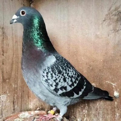 Vinaros (+/- 1150 kms) du 5 juillet 2024