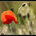 Coquelicots