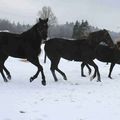 La Cense aux Hirondelles