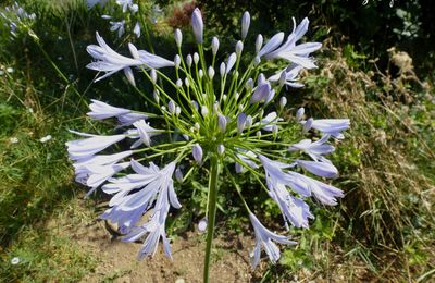 Le bleu des agapanthes