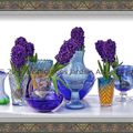 Blue Shades Hyacinth