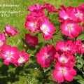 Orléans et ses roses anciennes : 'Papa Hémeray', une rose à petites fleurs obtenue en 1912 par les pépinières Hémeray-Aubert...
