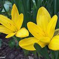 Les Sternbergia Lutea fleurissent en automne... 