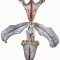 Hair ornament in the form of an orchid made by Philippe Wolfers, Belgium, 1905-7. 