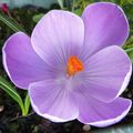 Crocus et jacinthe