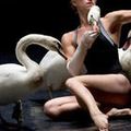 Contre Swan, chorégraphie de Luc Petton
