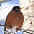 American Robin