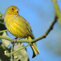 Sicale bouton-d'or (Sicalis flaveola)