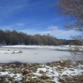 Forêt d'Aubrac