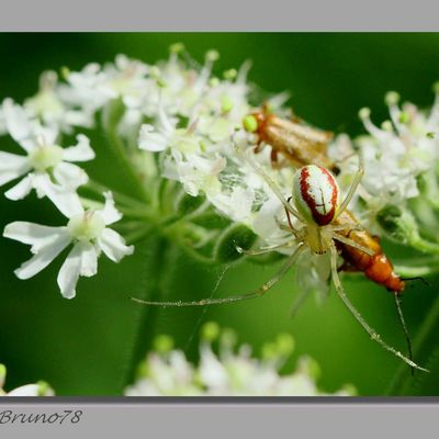 La loi de la nature...