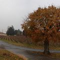 Balade aux portes du Beaujolais