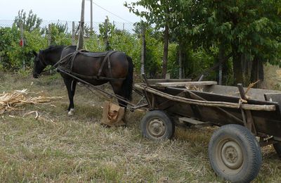 Envie de nature et d'authenticité ? Viens à Bucarest !