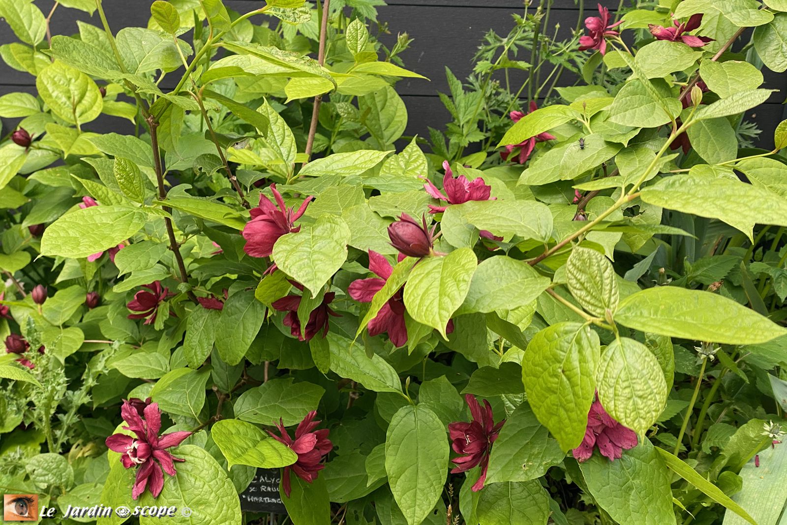 Calycanthus x raulstronii Hartlage Wine