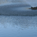 Près d'un jet d'eau qui pleure