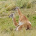 BOLIVIE et PARAGUAY - Vers une protection transfrontalière pour les Guanacos