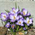 Crocus mauve