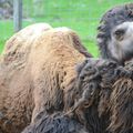 Highland Wildlife Park, Kingussie (Badenoch)