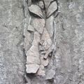 Un sarcophage rarissime et un scarabée égyptien découverts en Israël