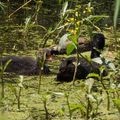 Gallinules poule d'eau