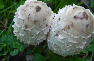 Récolte de champignons