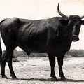 SAGA d'une LEGENDE : GANDAR