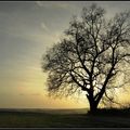 Jeu d'ombre et de lumière au mois de décembre sur la campagne Chinonaise