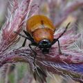 Exosoma lusitanicum (Chrysomelidae)