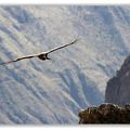 Vol du Condor dans la vallée de Colca