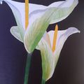 ARUM BLANC