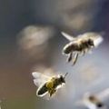 Abeille : l'hécatombe continue (la mortalité a atteint 50 à 100 % dans certains ruchers)
