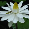 >> Un Lotus blanc