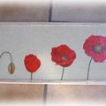 Naissance d'un coquelicot